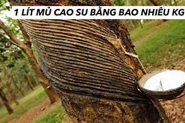 Mủ Cao Su Bao Nhiêu Tiền Một Ký